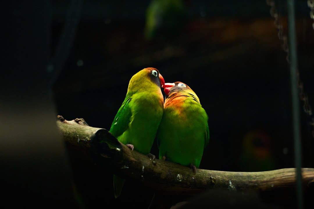 découvrez les émotions intenses et les moments magiques liés au fait de tomber amoureux. explorez les différentes facettes de l'amour naissant et comment il transforme la vie.