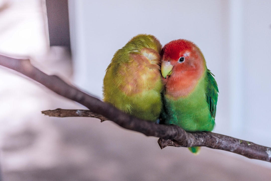 découvrez ce que signifie tomber amoureux : les émotions intenses, les premiers signes, et comment cette expérience transforme notre vie. plongez dans l’univers unique de l’amour naissant !