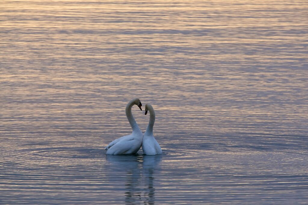 découvrez la signification profonde de l’amour, ses différentes formes et comment il enrichit nos vies au quotidien. explorez conseils, citations et réflexions inspirantes sur le sentiment amoureux.