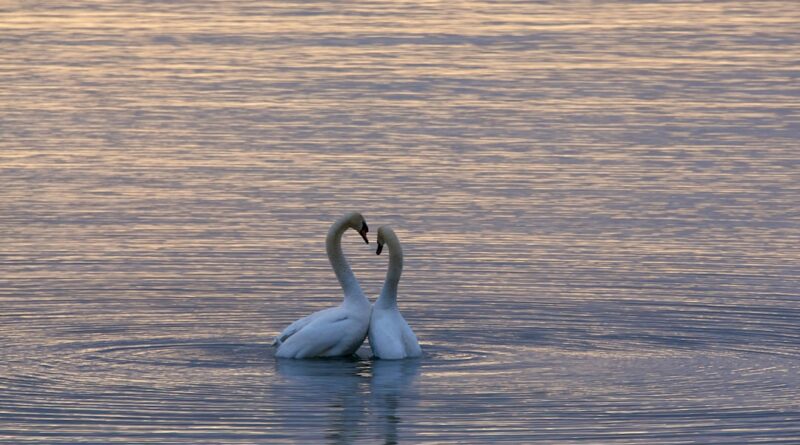 découvrez la signification profonde de l’amour, ses différentes formes et comment il enrichit nos vies au quotidien. explorez conseils, citations et réflexions inspirantes sur le sentiment amoureux.