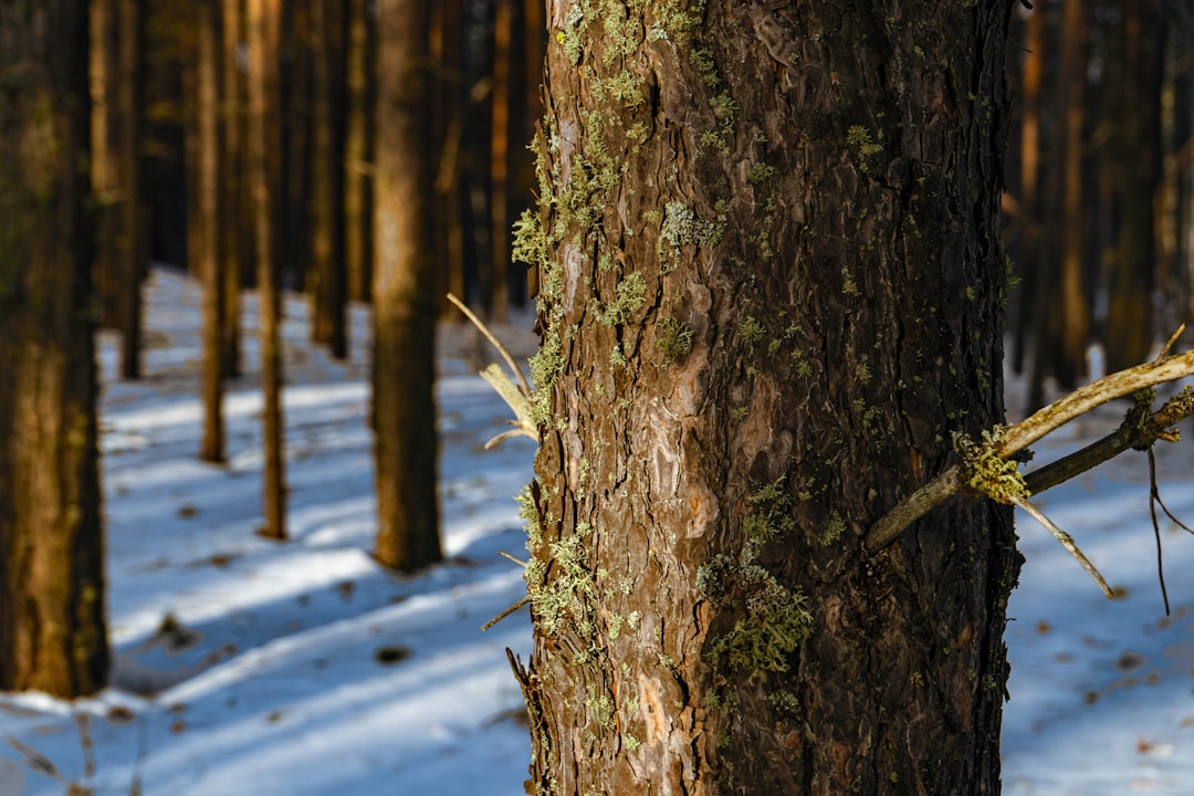 découvrez comment cultiver la positivité durant l’hiver grâce à des astuces, conseils et inspirations pour profiter pleinement de la saison froide et garder le moral élevé.