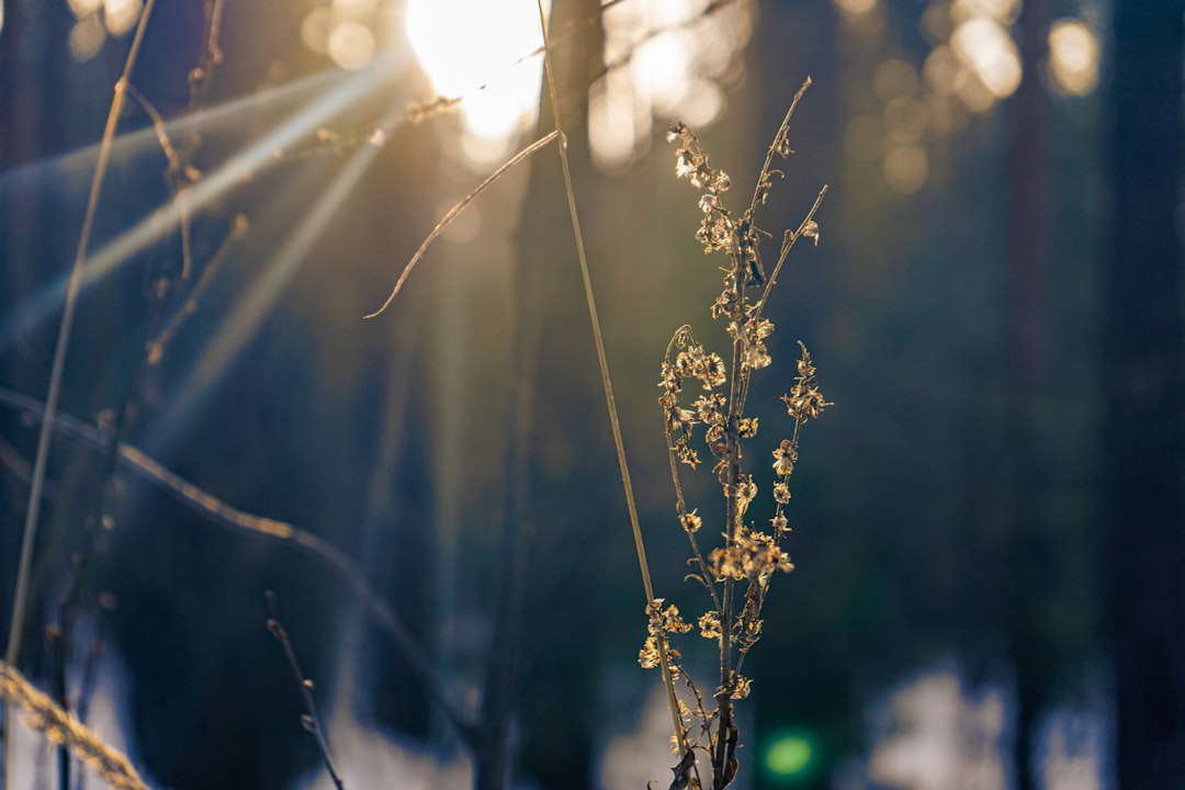 découvrez comment cultiver la positivité en hiver : conseils, inspirations et astuces pour garder le moral et profiter pleinement de la saison froide.